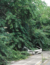 Load image into Gallery viewer, Detroit